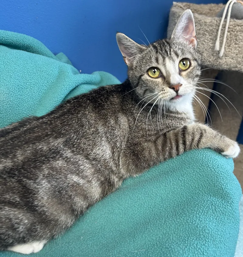 A young medium-sized female Tabby (Gray / Blue / Silver) Domestic Short Hair cat named Nancy for adoption in Columbus, OH