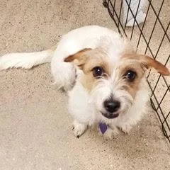 A young small-sized female Terrier dog named Ellie for adoption in Green Valley, AZ