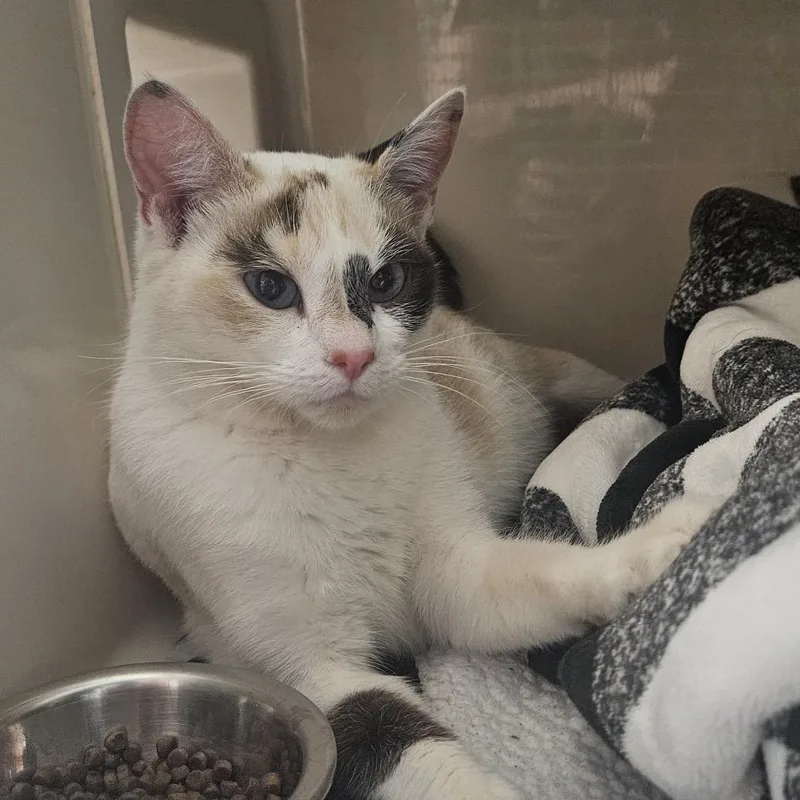 An adult medium-sized female Calico Domestic Short Hair cat named Jade for adoption in Watertown, NY