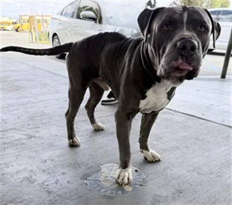 An adult large-sized male Pit Bull Terrier dog named Chucho for adoption in Los Angeles, CA