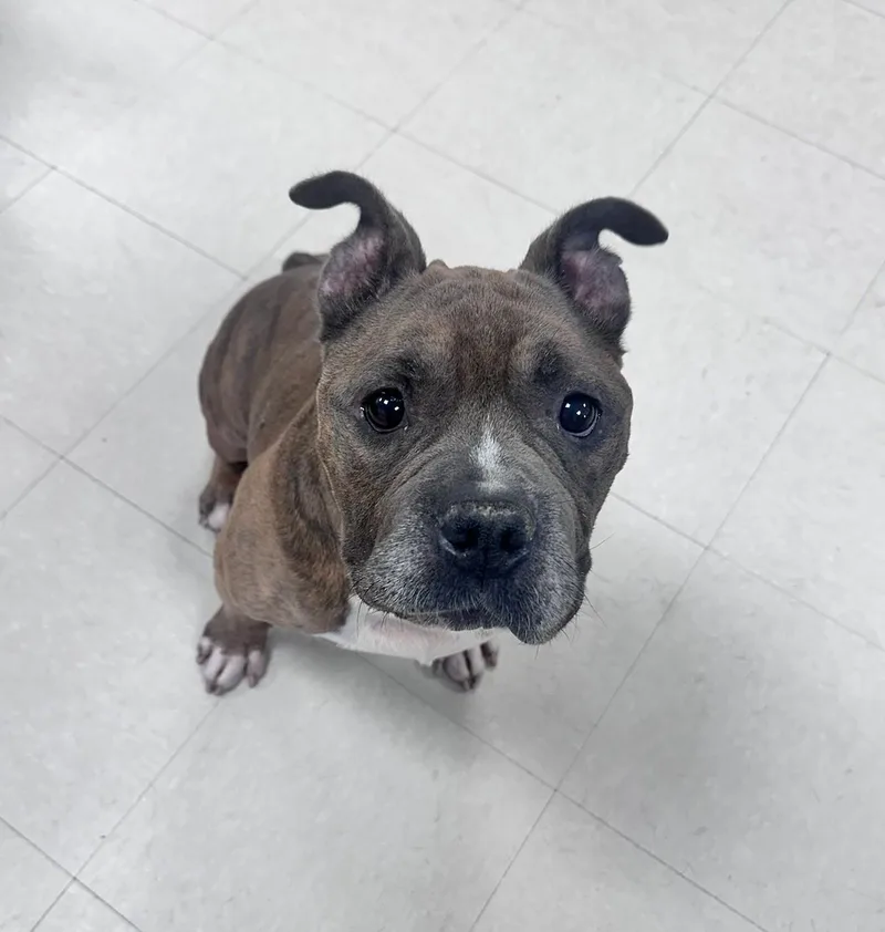 A senior medium-sized female Black Pit Bull Terrier dog named Wrangler for adoption in Clayton, NJ