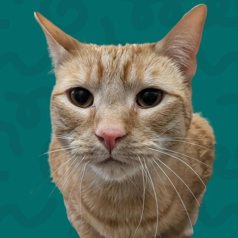 Bengal