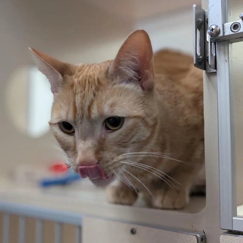 Bengal thumbnail 3