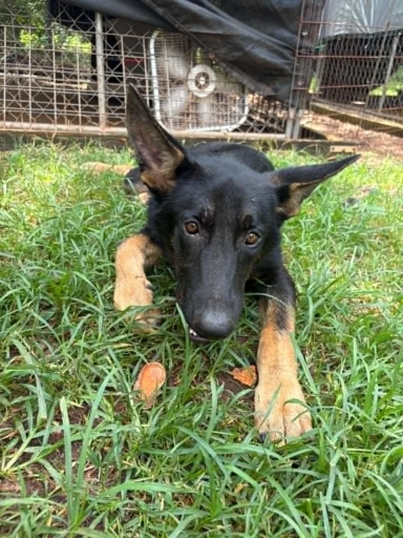 A young medium-sized male German Shepherd Dog dog named Toby for adoption in Palm Harbor, FL