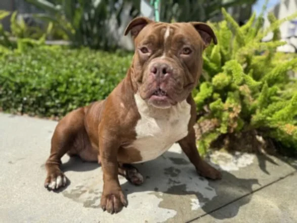 A young large-sized female Pit Bull Terrier dog named Cajeta for adoption in San Pedro, CA