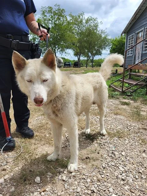 An adult large-sized male Husky dog named Ghost for adoption in San Antonio, TX