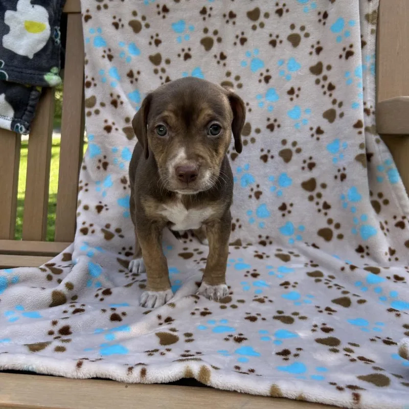 A baby medium-sized female Mixed Breed dog named Pup for adoption in Moravia, NY