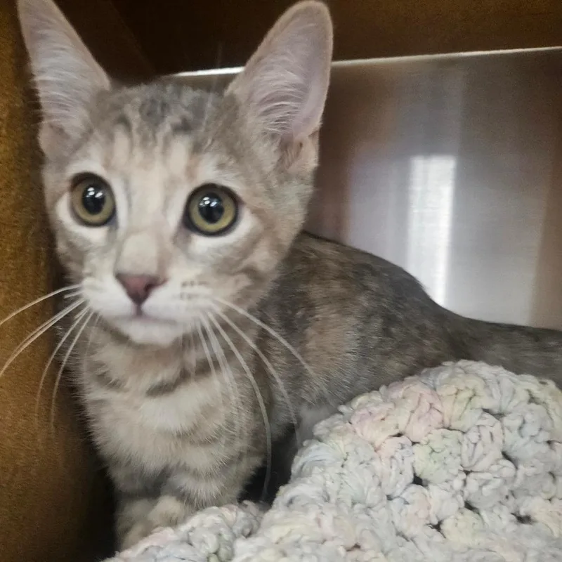 A baby small-sized female Tortoiseshell Domestic Short Hair cat named Zipper for adoption in Grantsville, UT