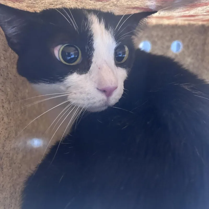 An adult large-sized female Black Domestic Short Hair cat named Crystal for adoption in Philadelphia, PA