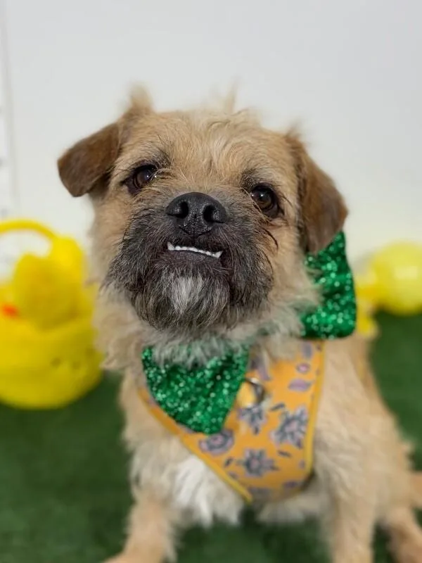 A young medium-sized male Brown / Chocolate Border Terrier dog named Sprout for adoption in Carlsbad, CA