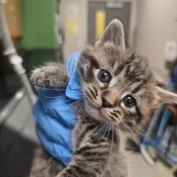 A young medium-sized female Domestic Short Hair cat named Lila for adoption in Kansas City, MO