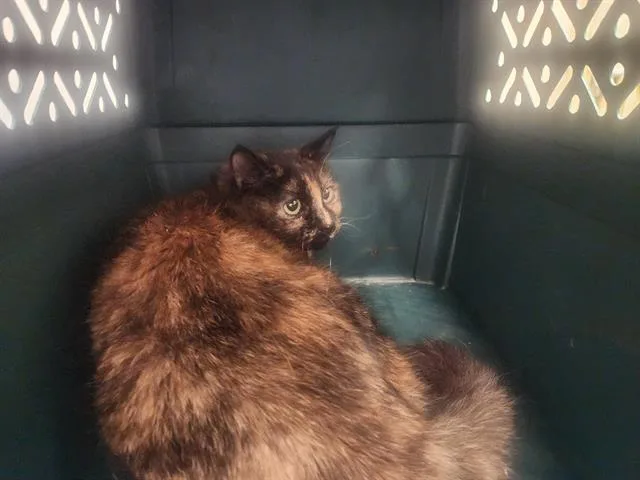 A senior medium-sized female Domestic Short Hair cat named Ruby Biscuits for adoption in Kent, WA