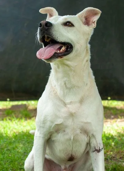 A senior large-sized male Mixed Breed dog named Biscuit for adoption in Memphis, TN