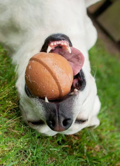 Biscuit thumbnail 3