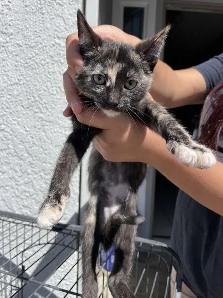 A baby medium-sized female American Shorthair cat named Scarlett for adoption in Victorville, CA