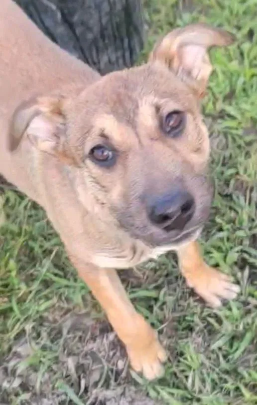 A baby medium-sized female Mixed Breed dog named Lila for adoption in Florence, SC