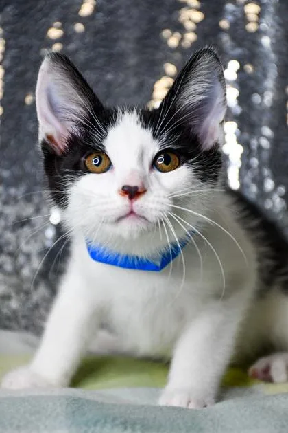A baby small-sized male Domestic Short Hair cat named Jino for adoption in Yakima, WA