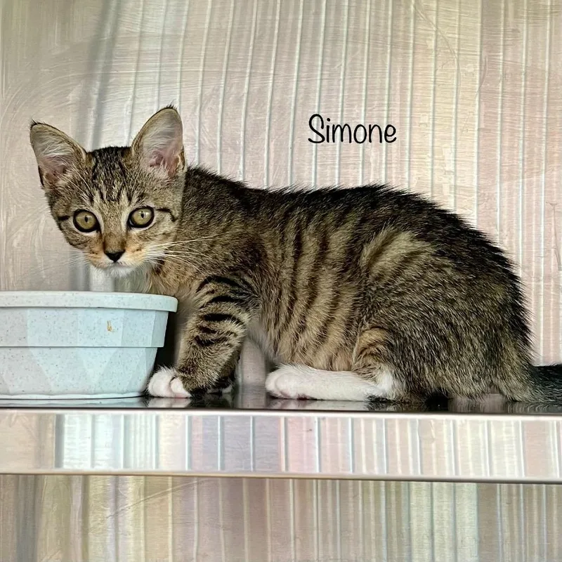 A young medium-sized female Domestic Short Hair cat named Simone for adoption in Knoxville, TN