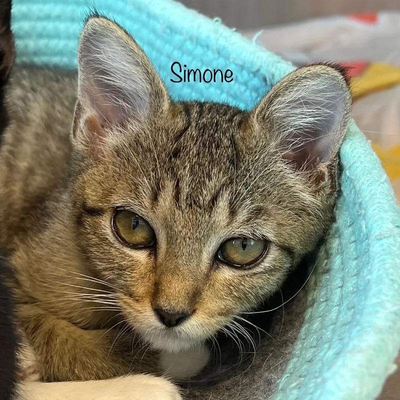 Simone thumbnail 2