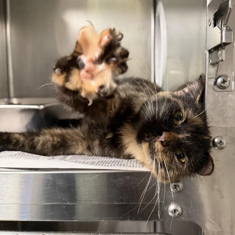 An adult medium-sized female Black Domestic Short Hair cat named Rita for adoption in Kennebunk, ME