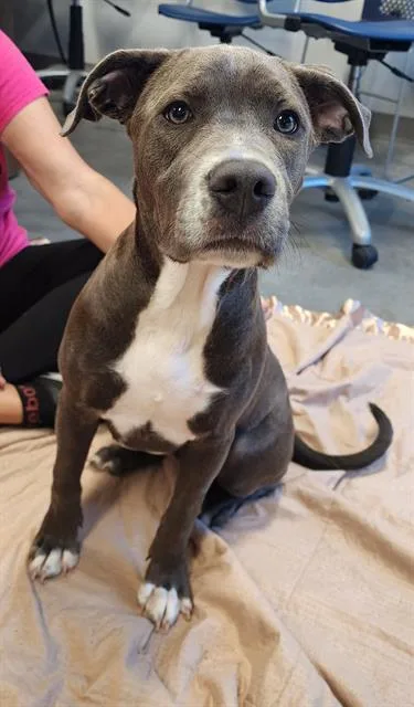 A young medium-sized male American Bulldog dog named Ellis for adoption in Brunswick, GA