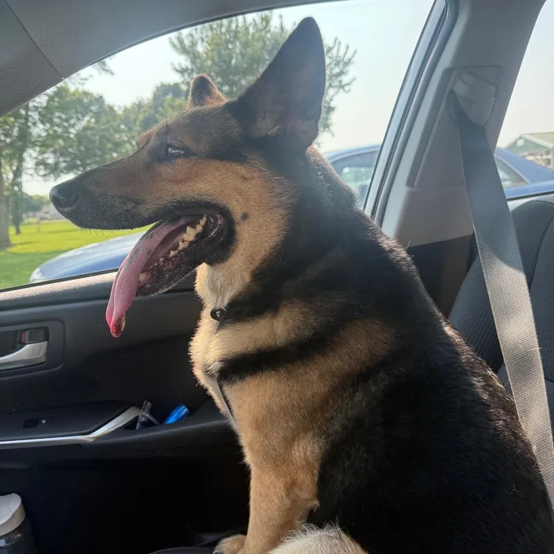 An adult large-sized female Brown / Chocolate German Shepherd Dog dog named Saga for adoption in Farmersville, OH