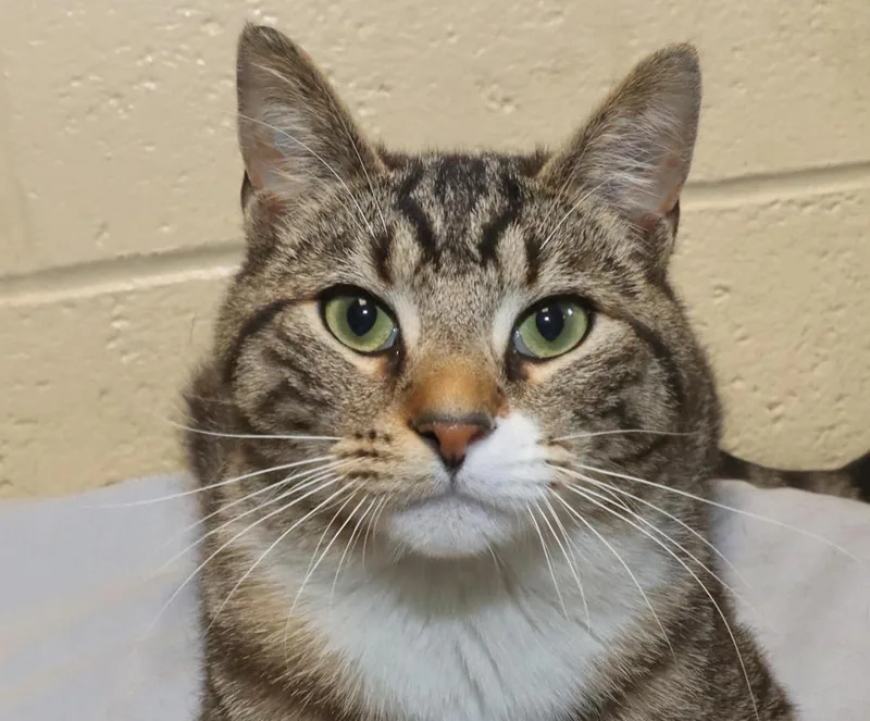 A young large-sized male Tabby (Brown / Chocolate) Domestic Short Hair cat named Boots for adoption in Euclid, OH