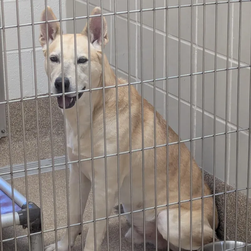 An adult large-sized male Yellow / Tan / Blond / Fawn Shepherd dog named Frankenstein for adoption in League City, TX