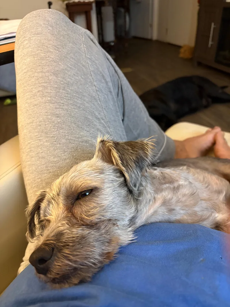 A young small-sized male Schnauzer dog named O Neil for adoption in Gloucester, VA