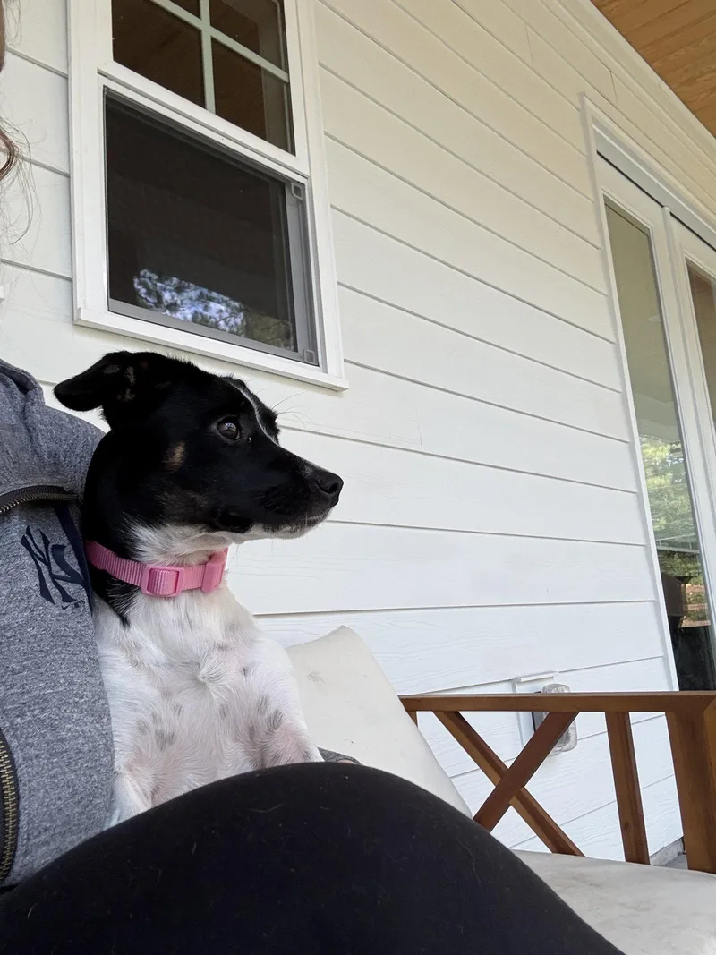 A baby medium-sized female Jack Russell Terrier dog named Oreo for adoption in Forest Hill, MD