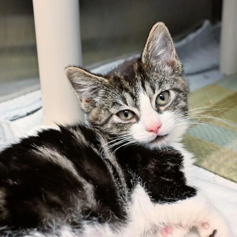 A baby medium-sized female Domestic Short Hair cat named Grace Hopper for adoption in Shoreline, WA