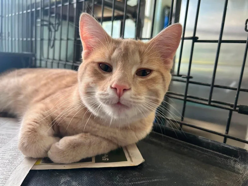 A young medium-sized male Buff & White Domestic Short Hair cat named Moochie for adoption in Coatesville, PA