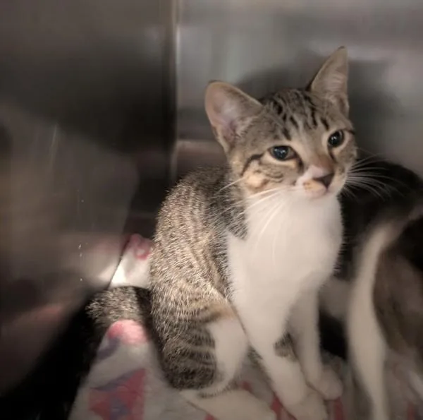 A baby small-sized female Domestic Short Hair cat named Star for adoption in Cleveland, TN