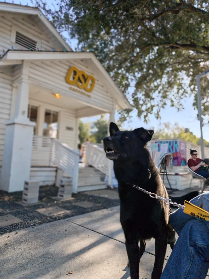 An adult large-sized male Black German Shepherd Dog dog named Ac for adoption in Houston, TX