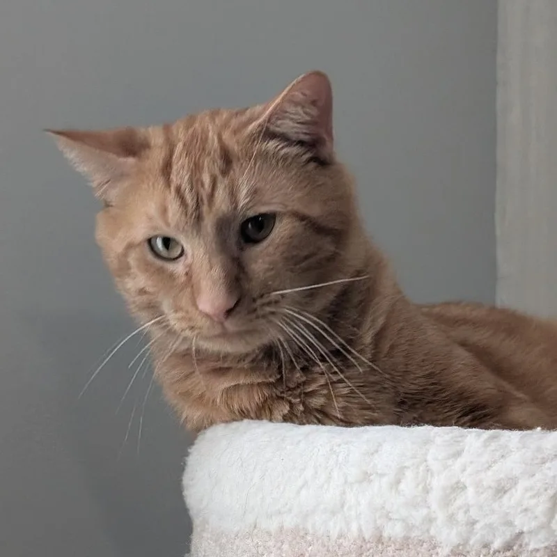 A young medium-sized male Tabby (Orange / Red) Domestic Short Hair cat named Tyler for adoption in Reisterstown, MD