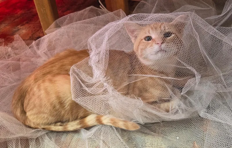 A young medium-sized male Tabby (Orange / Red) Domestic Short Hair cat named Mr. Dingles for adoption in Sioux Falls, SD