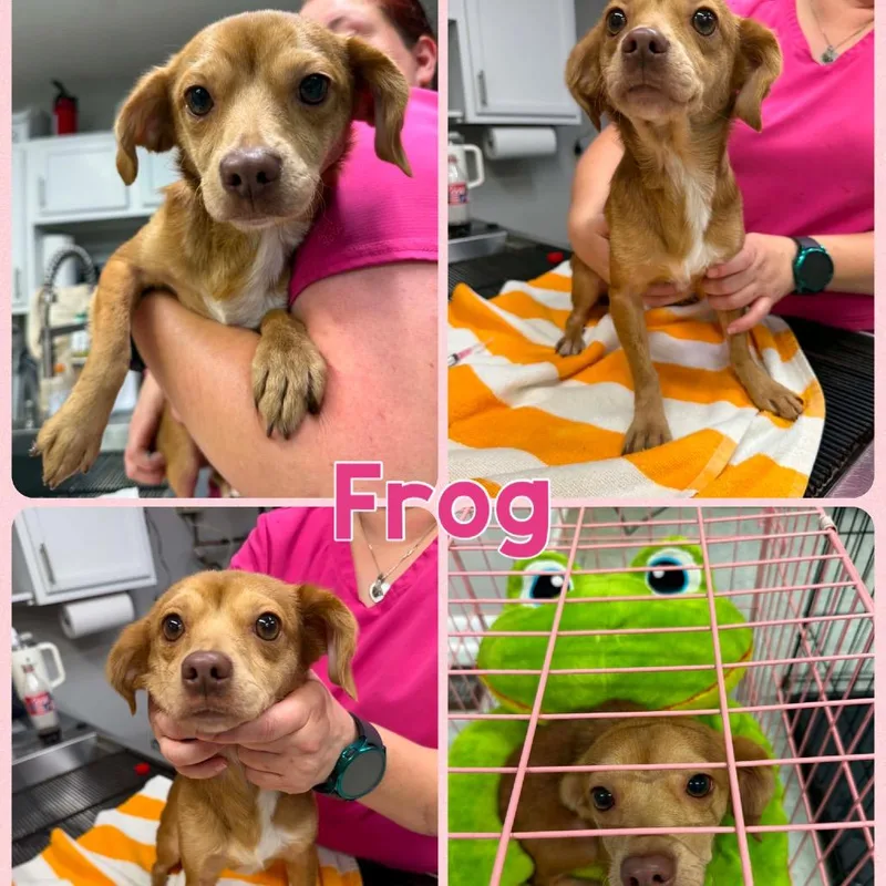 An adult small-sized female Yellow / Tan / Blond / Fawn Chihuahua dog named Frog for adoption in Opelika, AL