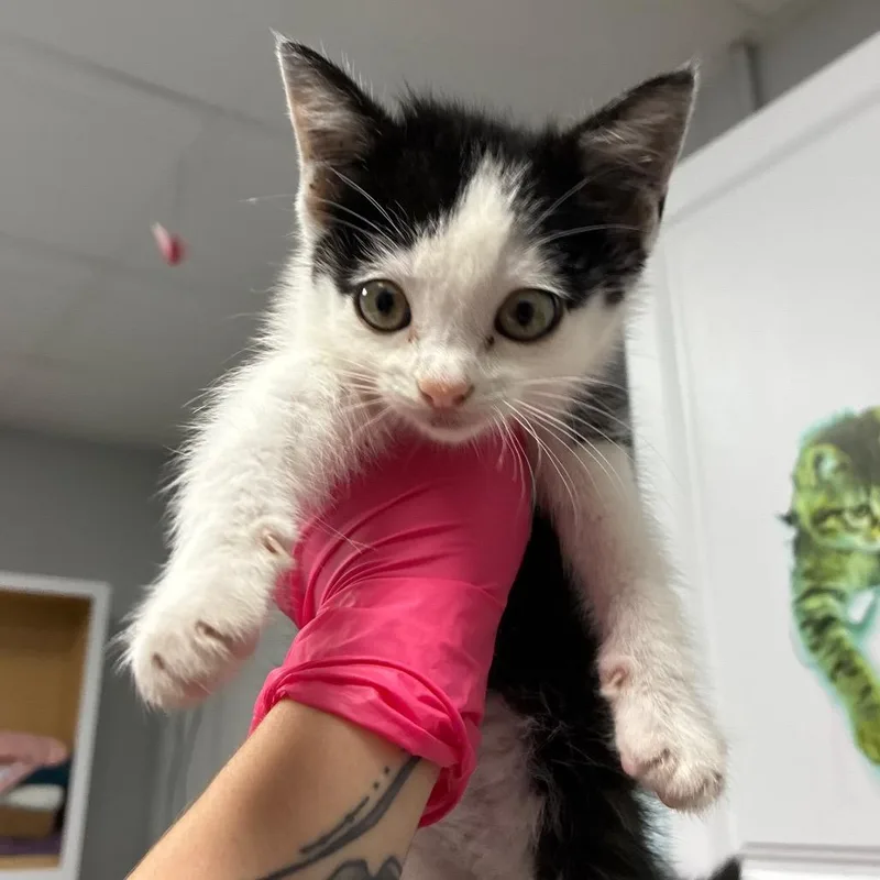A baby small-sized male White Domestic Short Hair cat named Febreeze for adoption in Greenville, SC