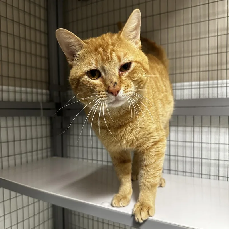 A young small-sized male Orange / Red Domestic Short Hair cat named Alaric for adoption in Blue Ridge, GA