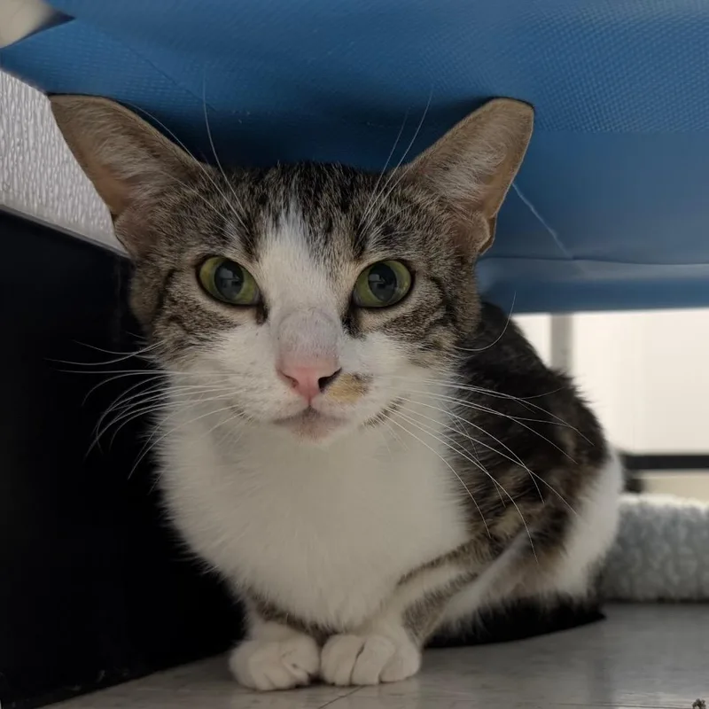 A young medium-sized female White Domestic Short Hair cat named Tui for adoption in Sunnyvale, CA