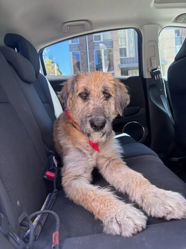 A young large-sized male Golden German Shepherd Dog dog named Pinto Bean for adoption in Boulder, CO
