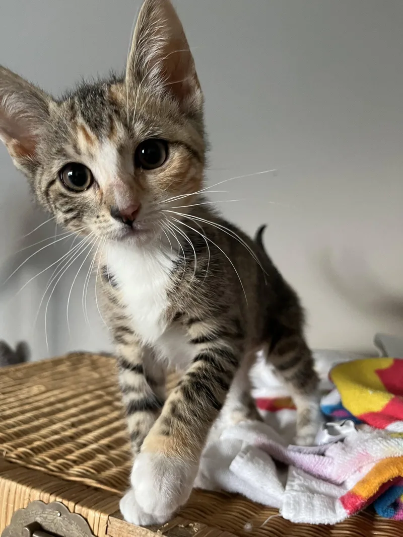 A baby medium-sized female Domestic Short Hair cat named Tapestry for adoption in Trenton, NJ