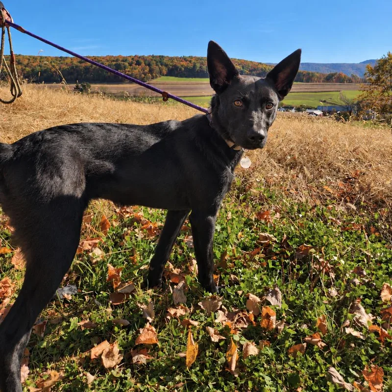 A young medium-sized female Black German Shepherd Dog named Mossy for adoption in New Ringgold, PA
