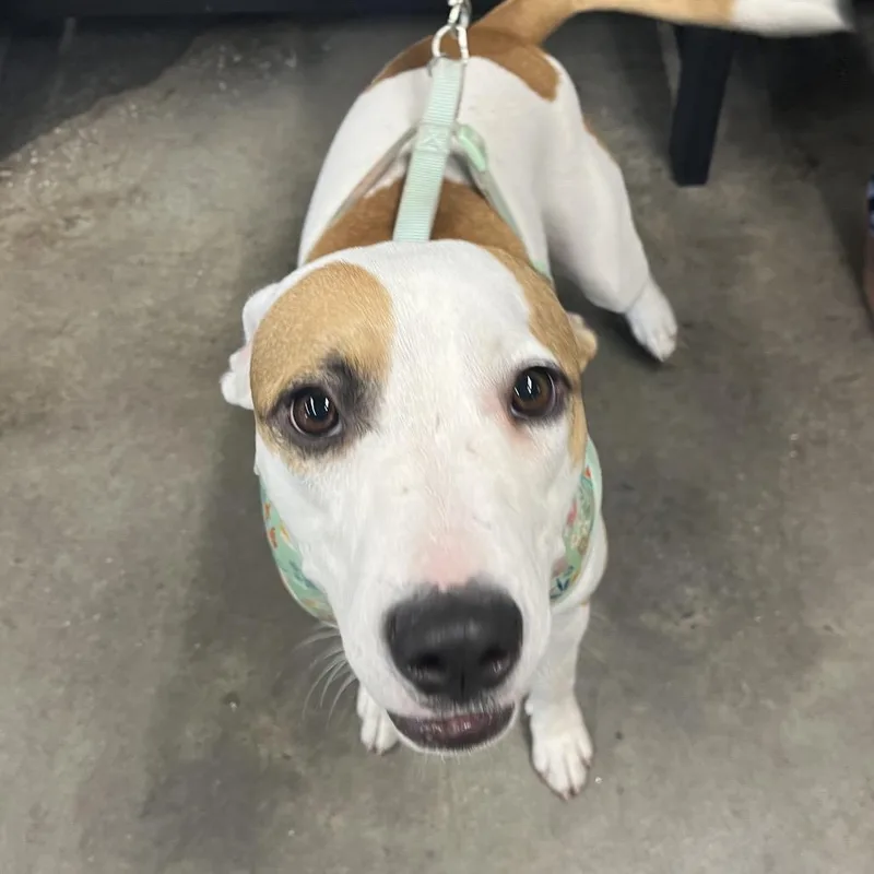 A young medium-sized female White / Cream Terrier dog named Mary Kate for adoption in Tampa, FL