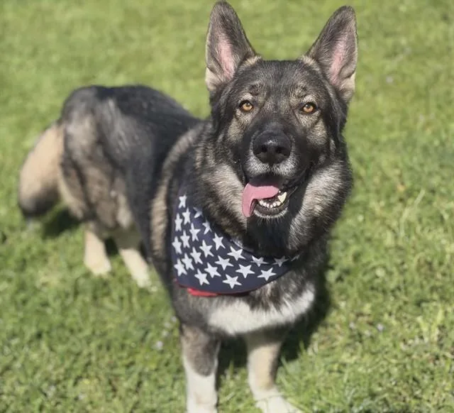 A young large-sized male German Shepherd Dog dog named Tyrone for adoption in Fairfield, CA