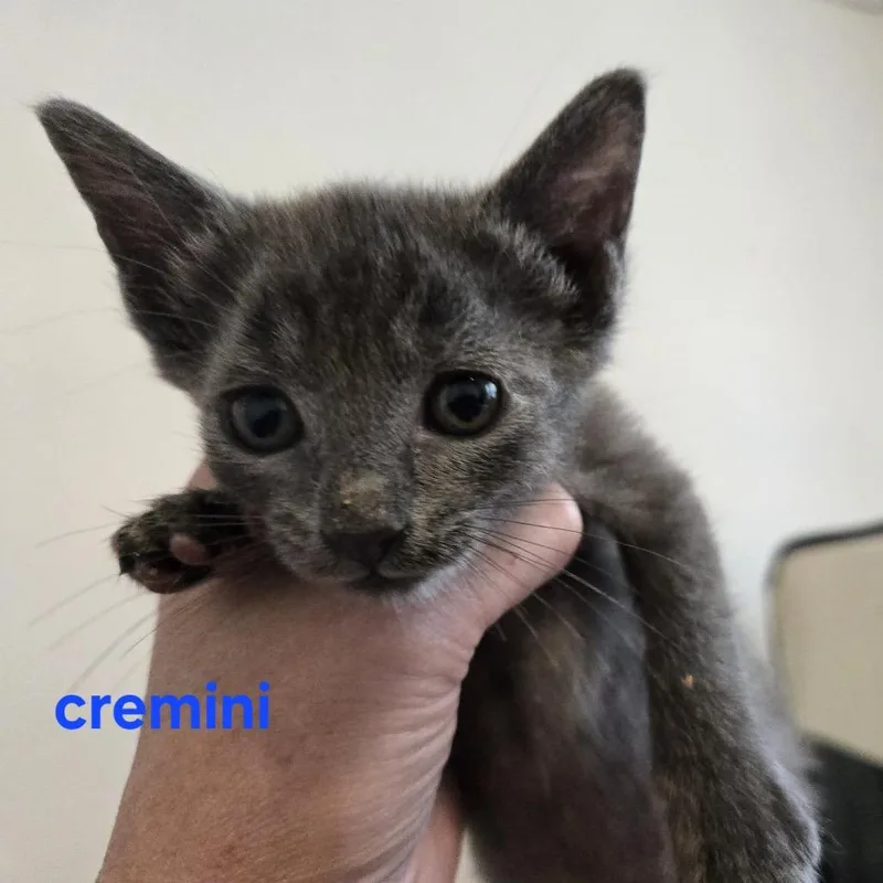 Cremini