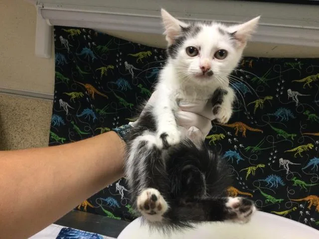 A baby small-sized female Domestic Long Hair cat named Snowball for adoption in Riverside, CA