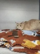 An adult medium-sized male Orange & White Domestic Short Hair cat named Bonkers for adoption in Canon City, CO