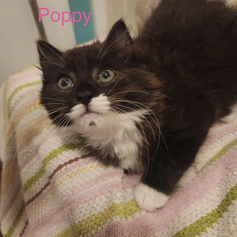 Poppy