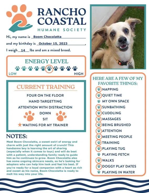 Boom Chocolatta thumbnail 2